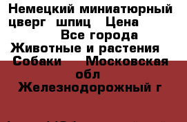 Немецкий миниатюрный(цверг) шпиц › Цена ­ 50 000 - Все города Животные и растения » Собаки   . Московская обл.,Железнодорожный г.